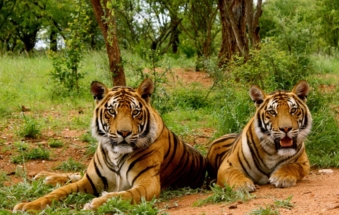 Bijarani Jungle Safari