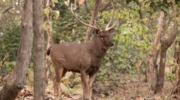 Gir National Park