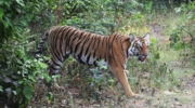 Corbett Tiger Reserve