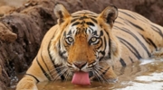 Tigers In Jim Corbett National Park