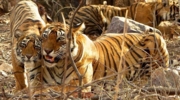 Safari Corbett Booking