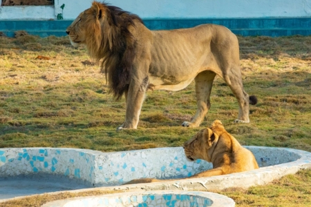 Jungle Safari | Ekta Nagar